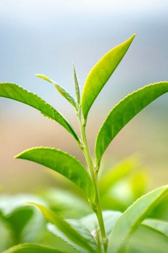 How to avoid greenwashing in environmental claims.